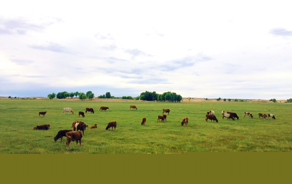 美翻了我的村第74期 | 內蒙古自治區(qū)烏審旗嘎魯圖鎮(zhèn)：文明新風撲面來大漠小鎮(zhèn)展新顏